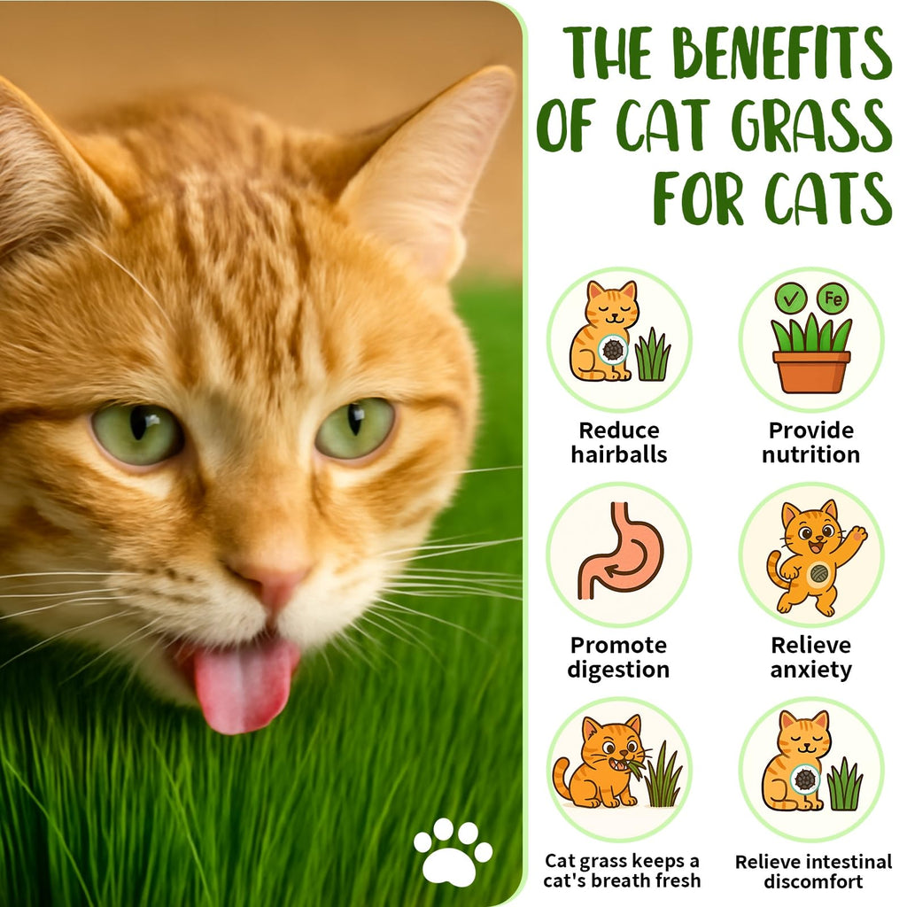 Cat Grass Growing Kit K4996