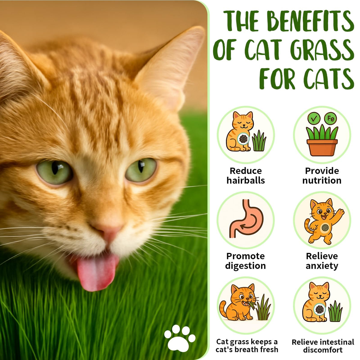 Cat Grass Growing Kit K4996
