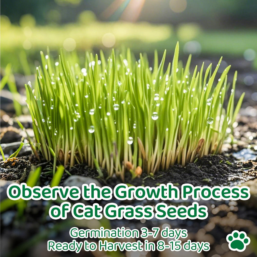 Cat Grass Growing Kit K4996